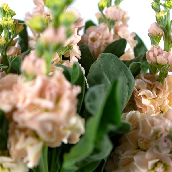 Βιολέτα εκρού