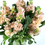 Βιολέτα εκρού