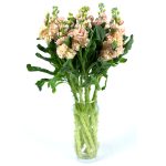 Βιολέτα εκρού