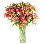 Αλστρομέριες πολύχρωμες