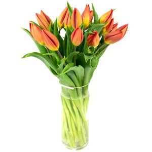 Τουλίπες πορτοκαλί