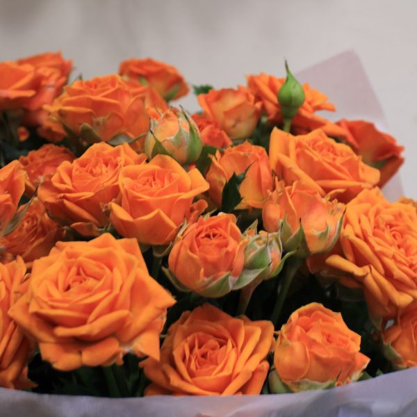 Polyantha roses