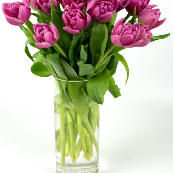 Bouquet of Tulips Fuchsia