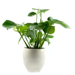 Philodendron monastery in white cachepot